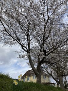 東北事業所の桜が満開になりました🌸🌸🌸