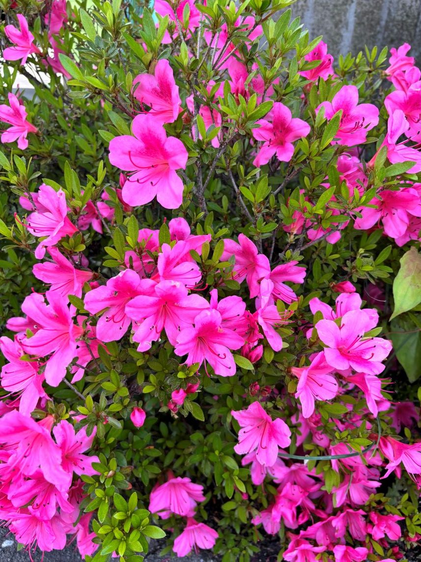 花も緑もにぎやかに